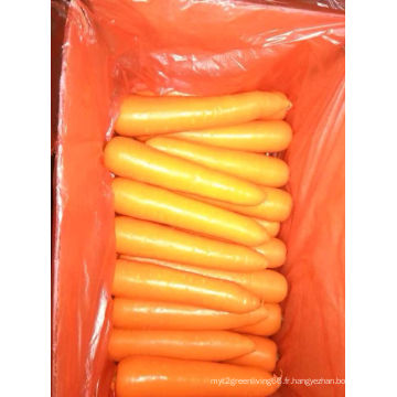 Nouvelle récolte de carottes fraîches à vendre